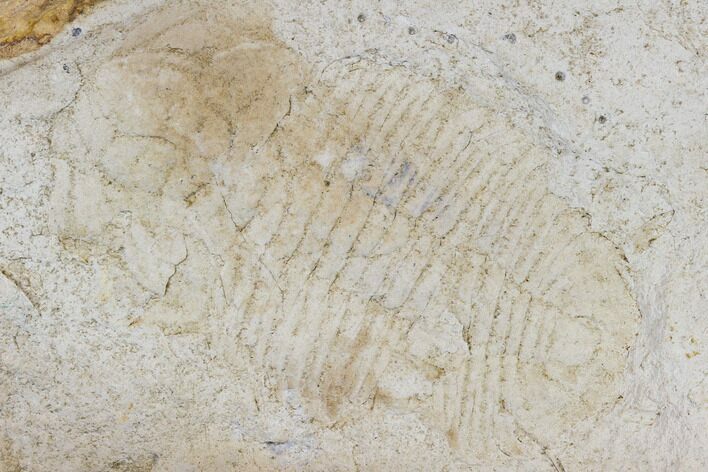 Trilobite (Xystridura) Fossil - Mount Isa, Australia #115243